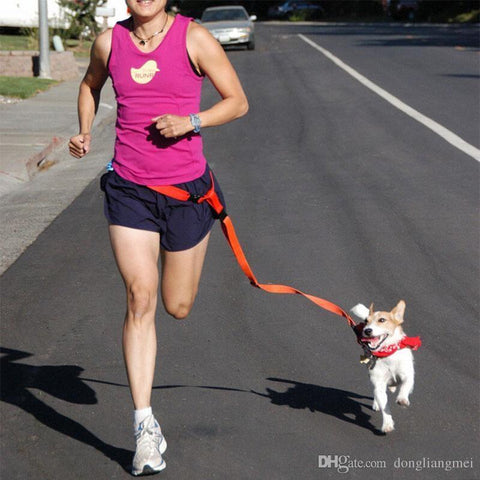Attractive Beautiful Colorful Popular Traction Pulling Leash Dog Running
